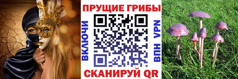 Галлюциногенные грибы Psilocybe Качканар